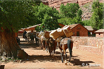 Mule Train